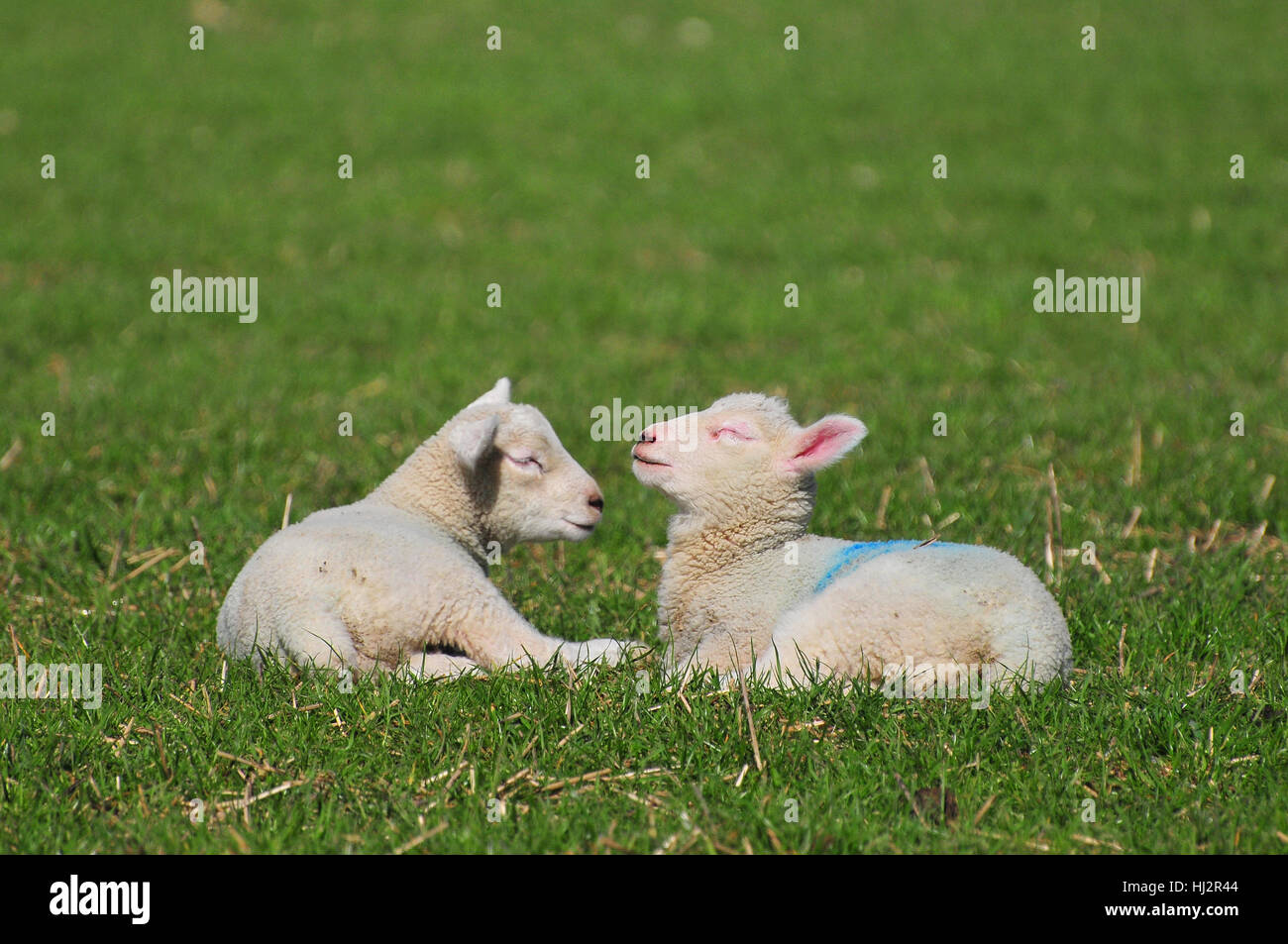 Lambs, Clapham, West Sussex Stock Photo Alamy