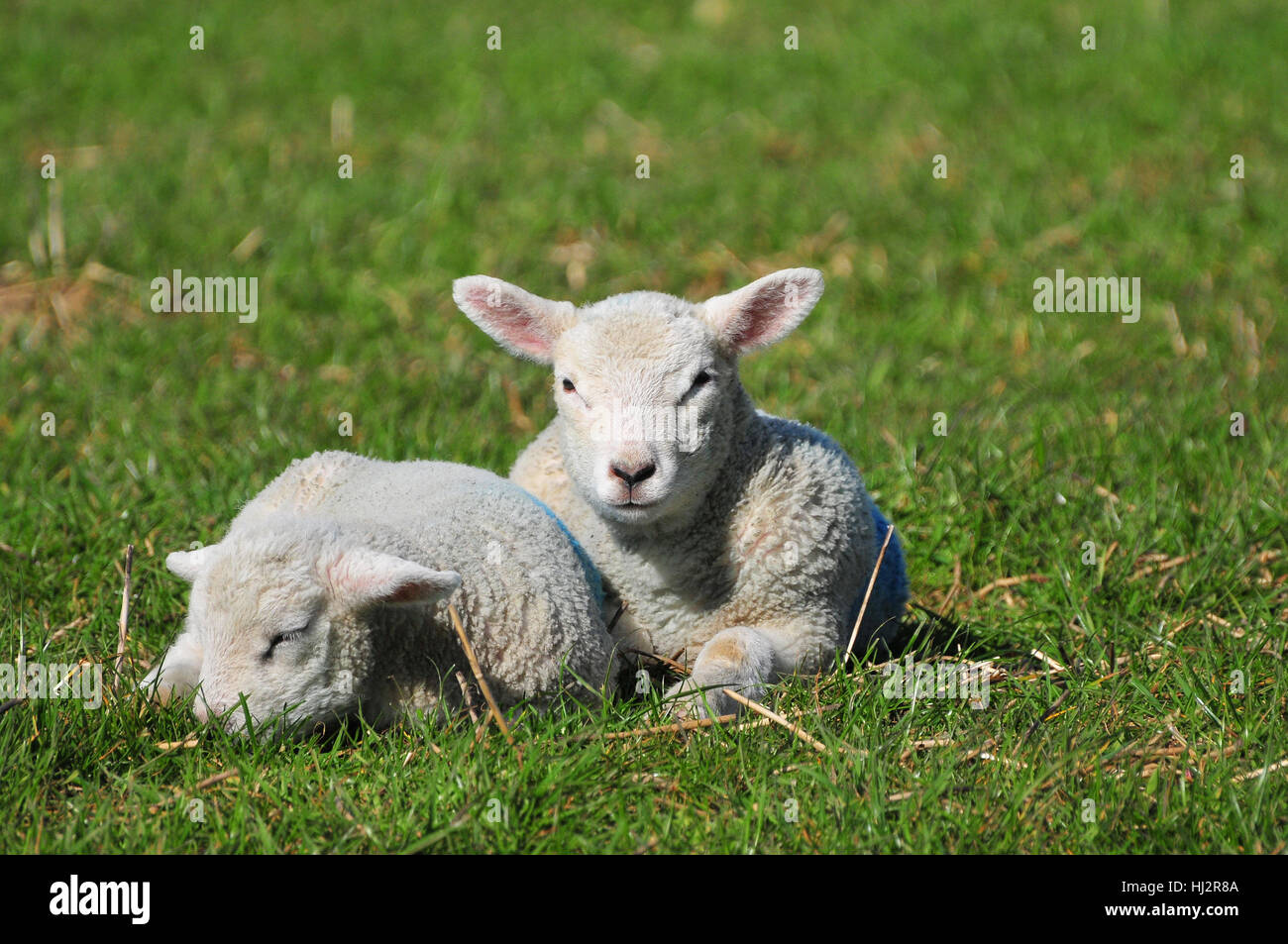 Lambs, Clapham, West Sussex Stock Photo