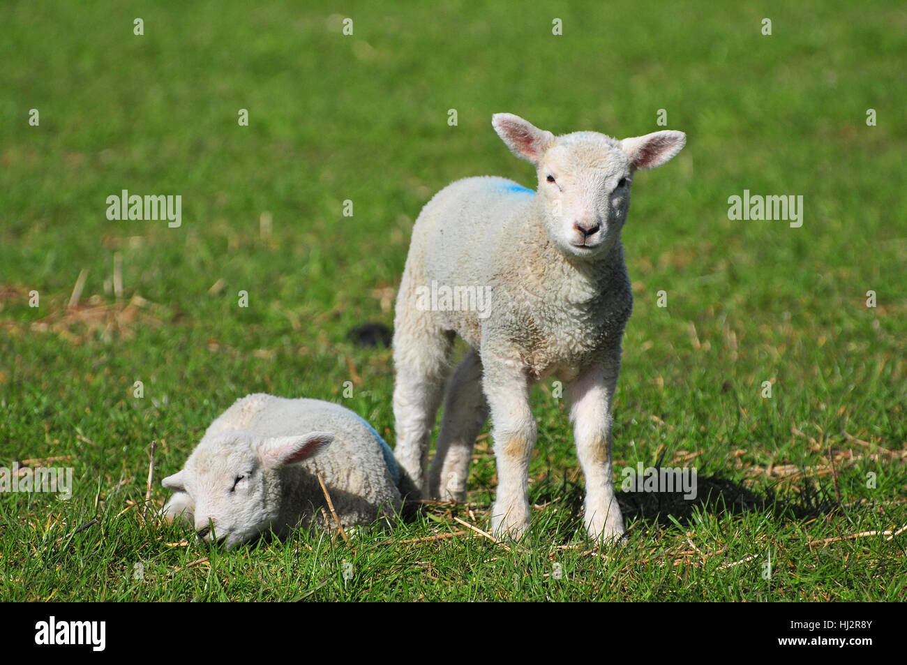 Lambs, Clapham, West Sussex Stock Photo Alamy