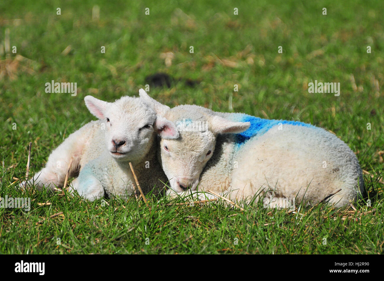 Lambs, Clapham, West Sussex Stock Photo Alamy