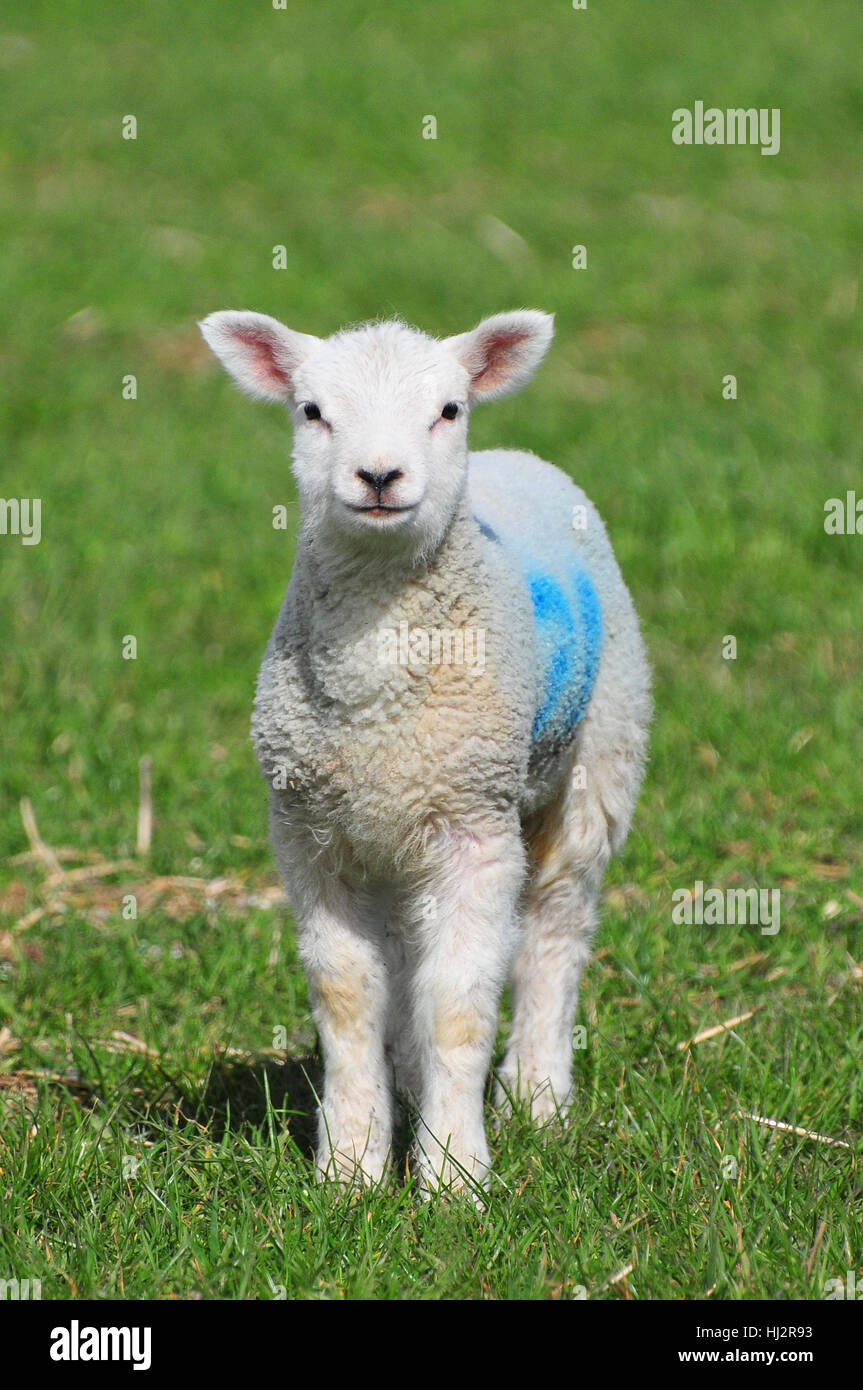 Lambs, Clapham, West Sussex Stock Photo Alamy