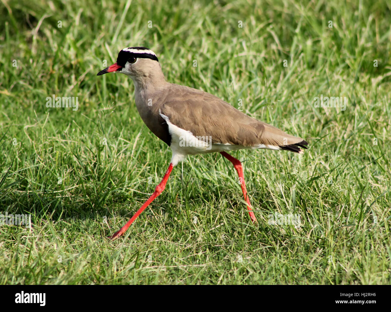 legs, walk, go, going, walking, bird, ground, soil, earth, humus ...