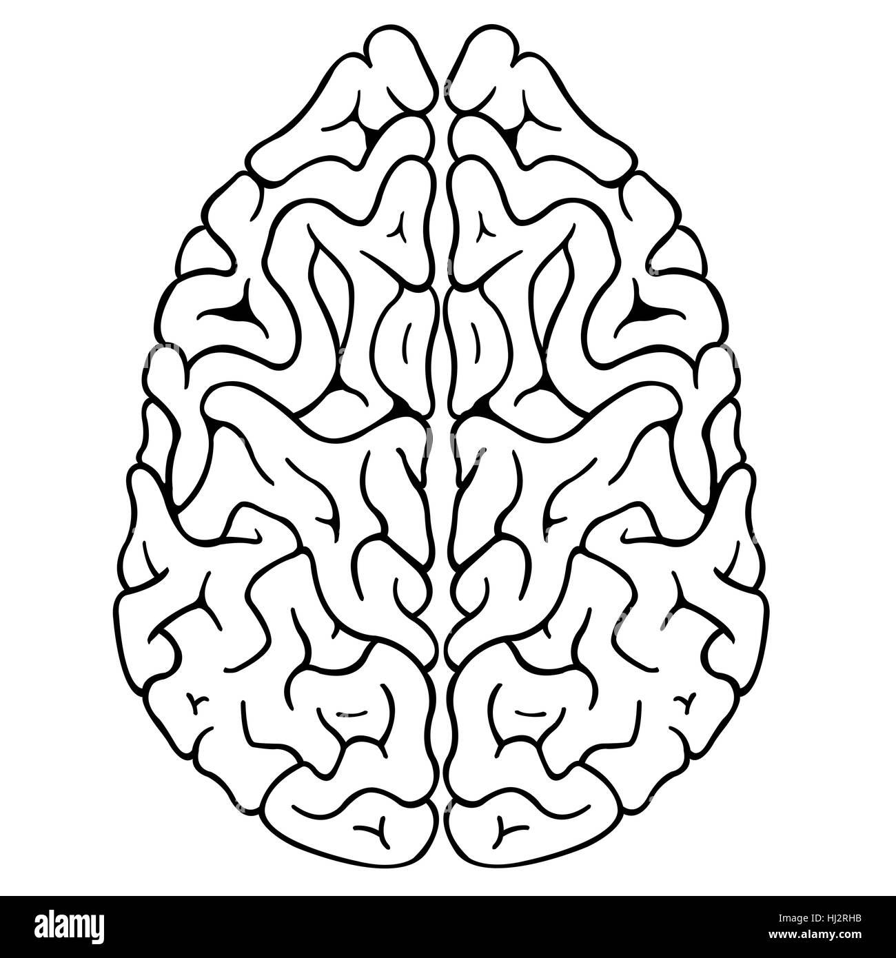 illustration of a brain isolated Stock Photo