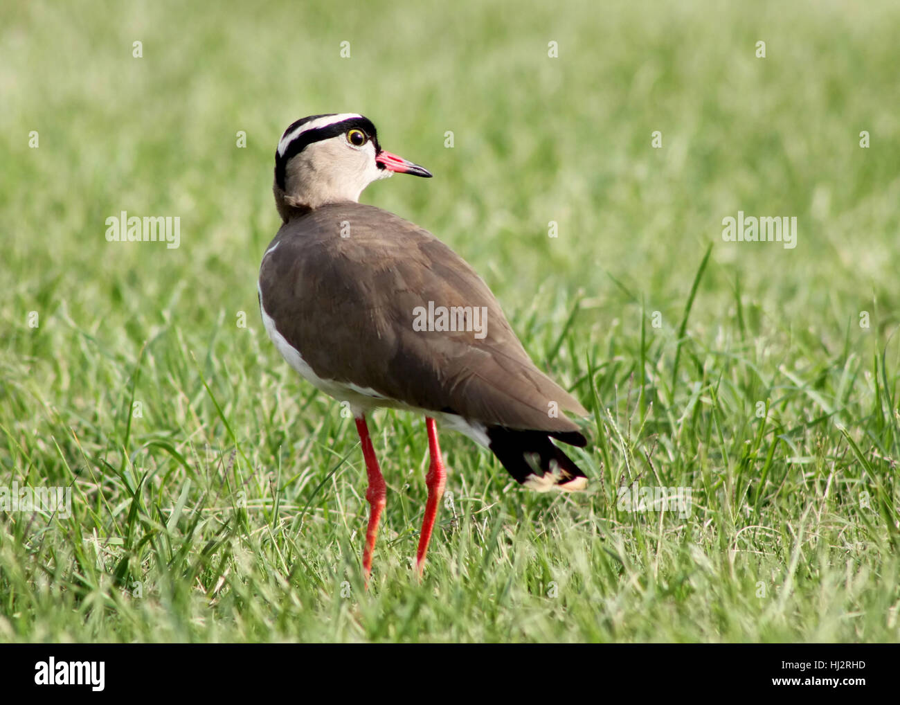 Orange red beak legs hi-res stock photography and images - Alamy
