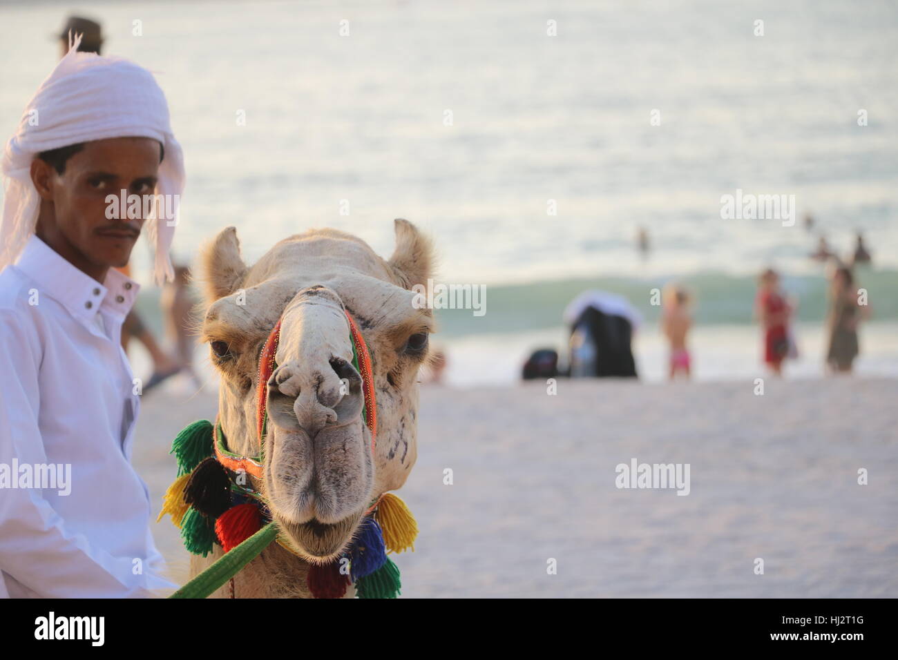 A camel and owner in dubai jumeirah beach residence close shot Stock Photo