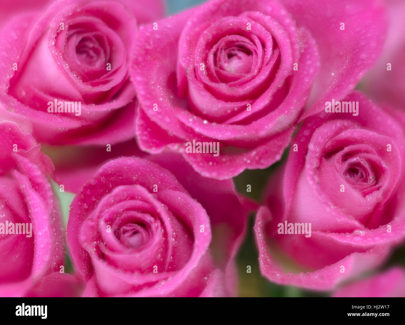 Pink roses still life using multi exposure techniques Stock Photo