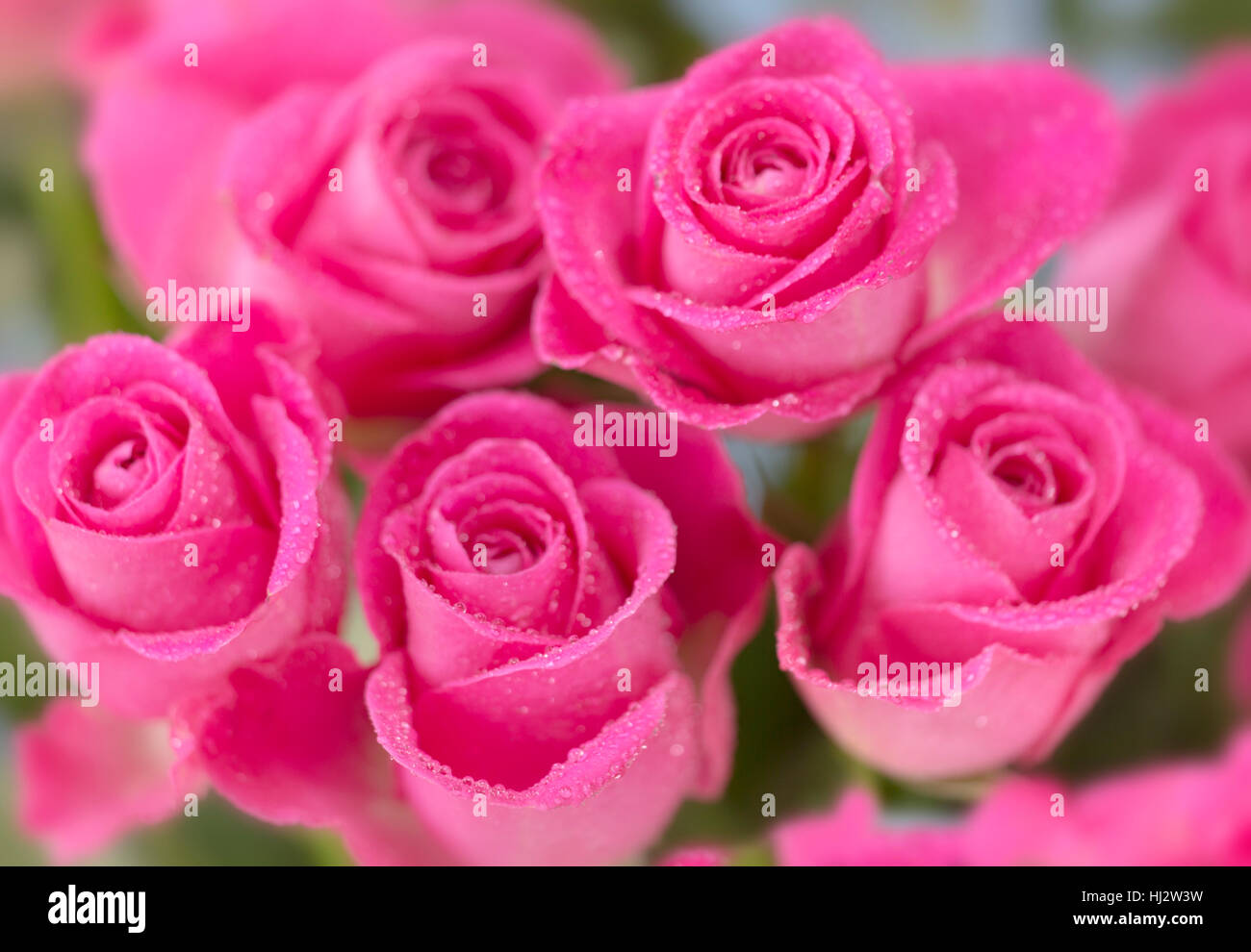 Pink roses still life using multi exposure techniques Stock Photo Alamy