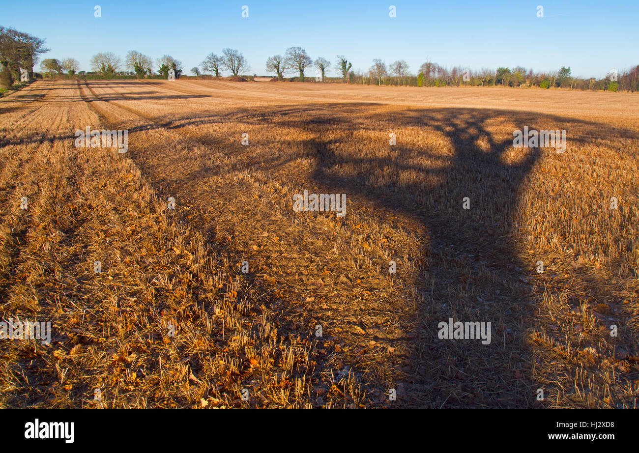 The shadow of an Oak tree projects on to corn stubble Norfolk Stock Photo