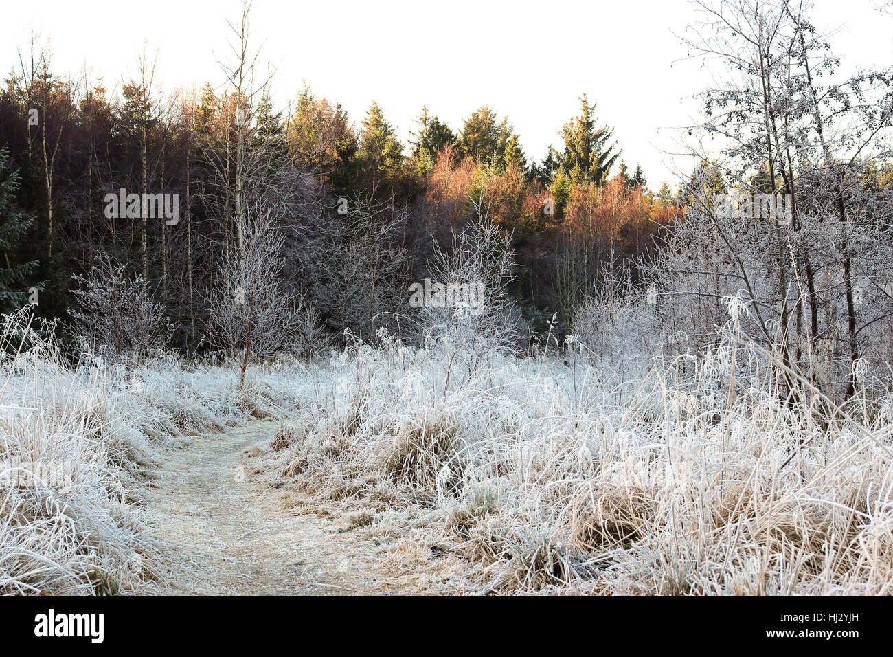 A frosty winter's morning in Scotland. Taken in Leith Hall grounds, a National Trust property at Kennethmont, Scotland. Stock Photo