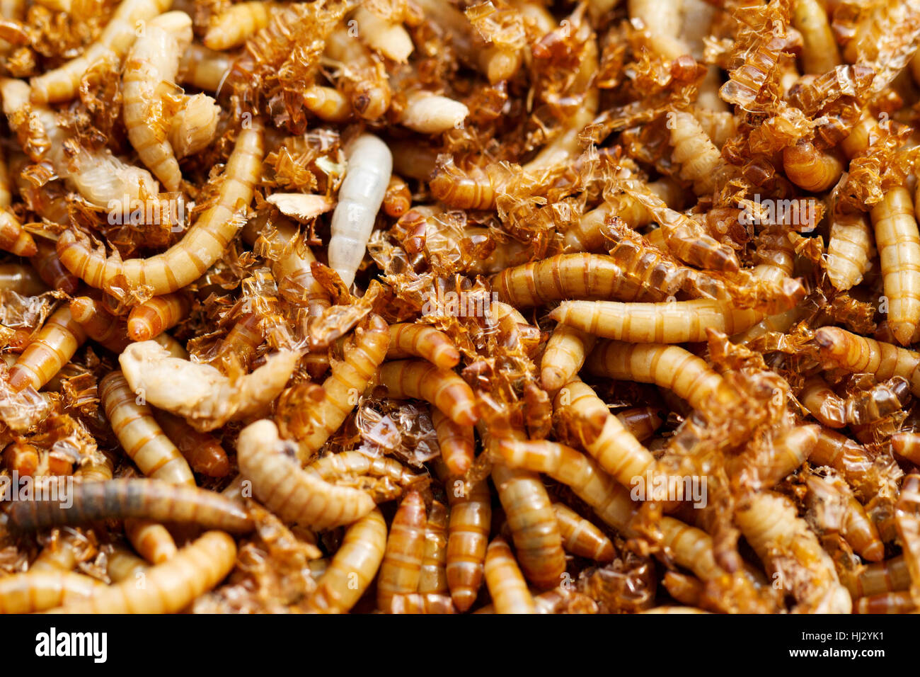 A scatter of mealworm larvae, used for feeding birds, reptiles or fish. 