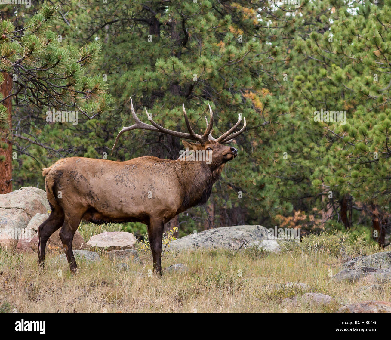 Bull elk in Rocky Mountain National Park, near Estes Park, Colorado. Stock Photo