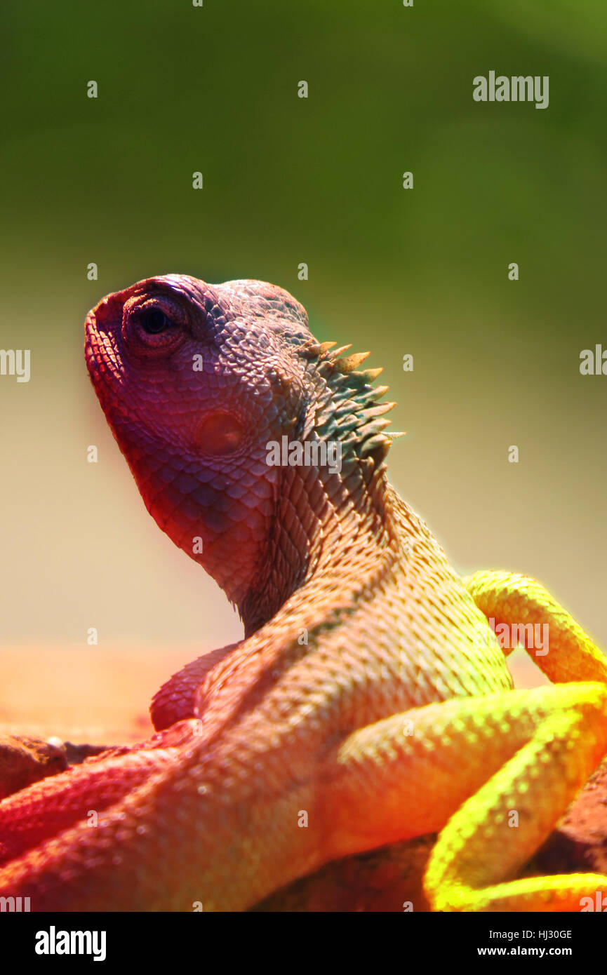 An abstract photo of a multicolored chameleon changing colors. Stock Photo