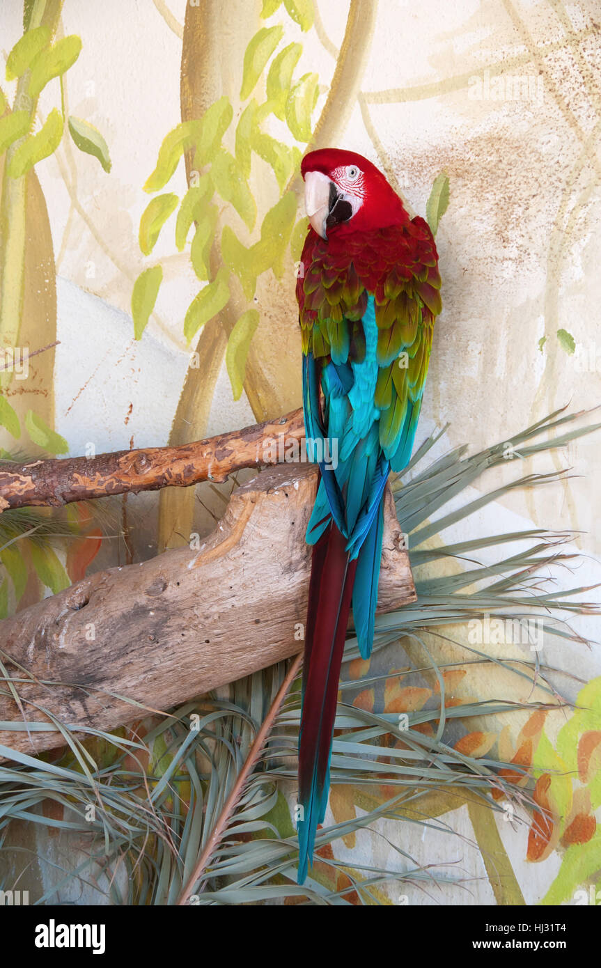 colour, animal, bird, beak, one, color, parrot, blue, single ...