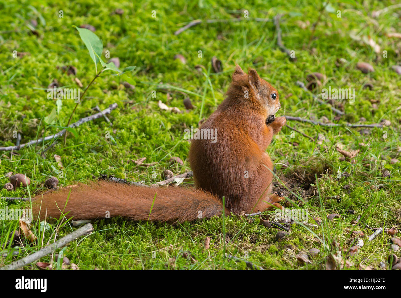 a squirrel sciurus vulgaris Stock Photo