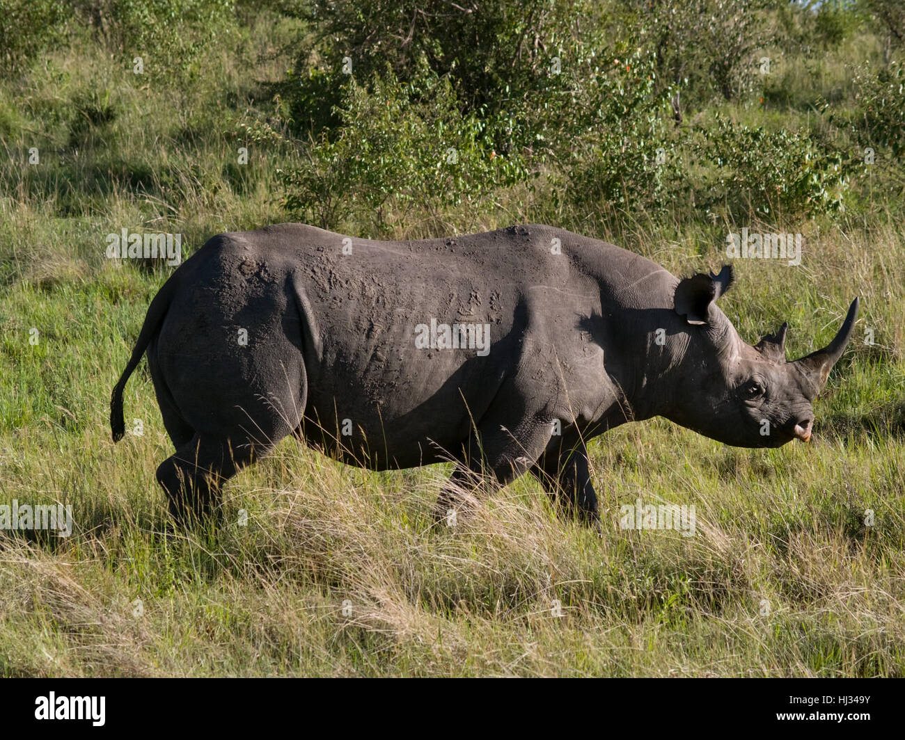 animal, kenya, safari, rhino, rhinoceros, relaxation, park, holiday, vacation, Stock Photo