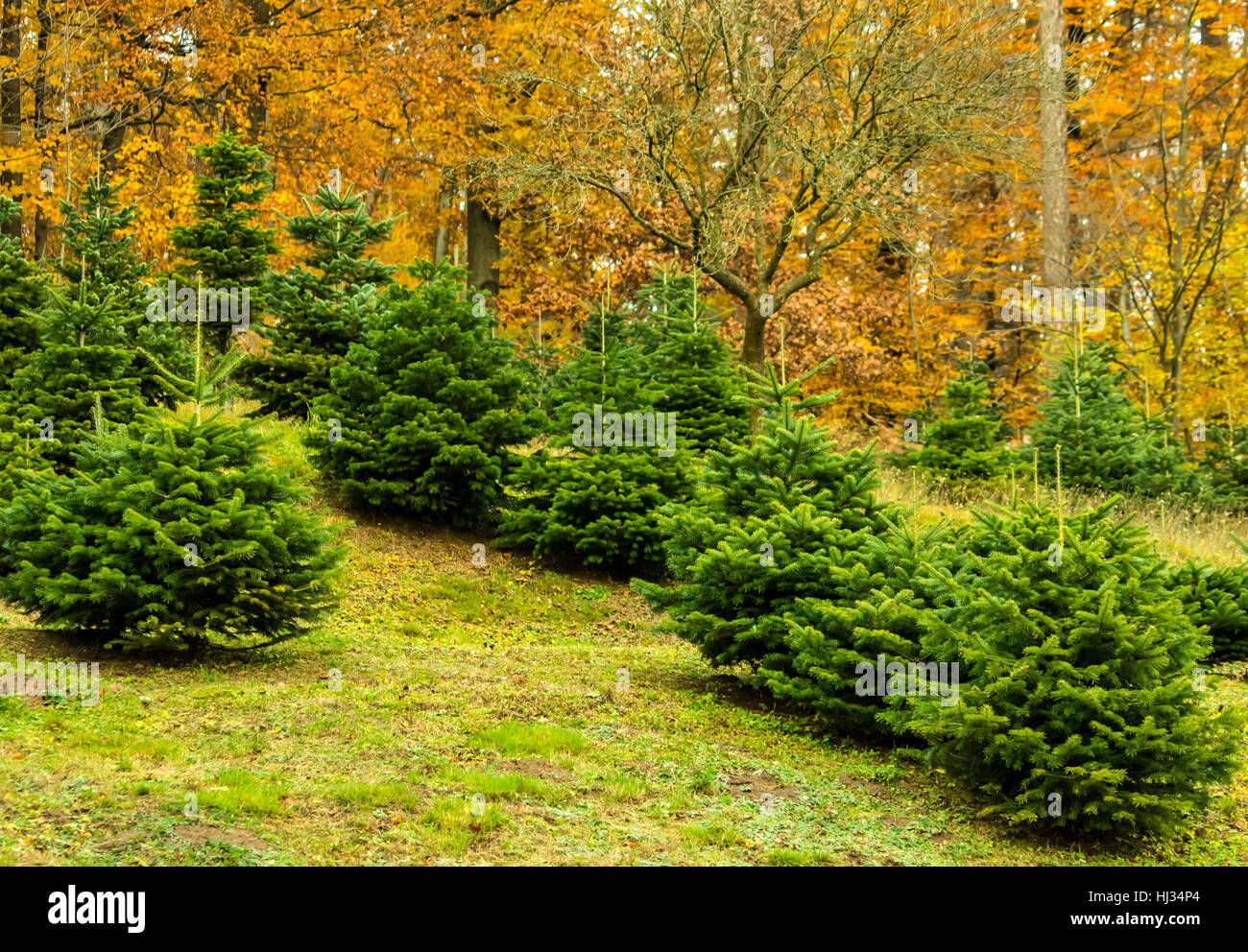 colour, tree, mountains, green, evergreen, christmas tree, grow, orange