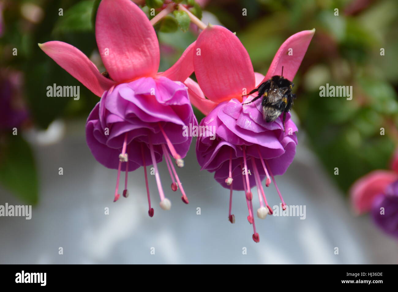 Bee/s sitting on a magenta pink and purple fuchsia flower Stock Photo