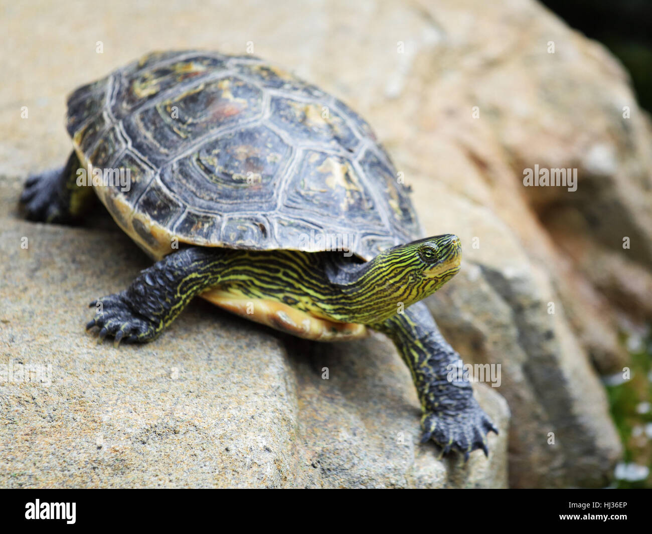 closeup, animal, reptile, green, wild, saurian, shell, look, glancing, see, Stock Photo