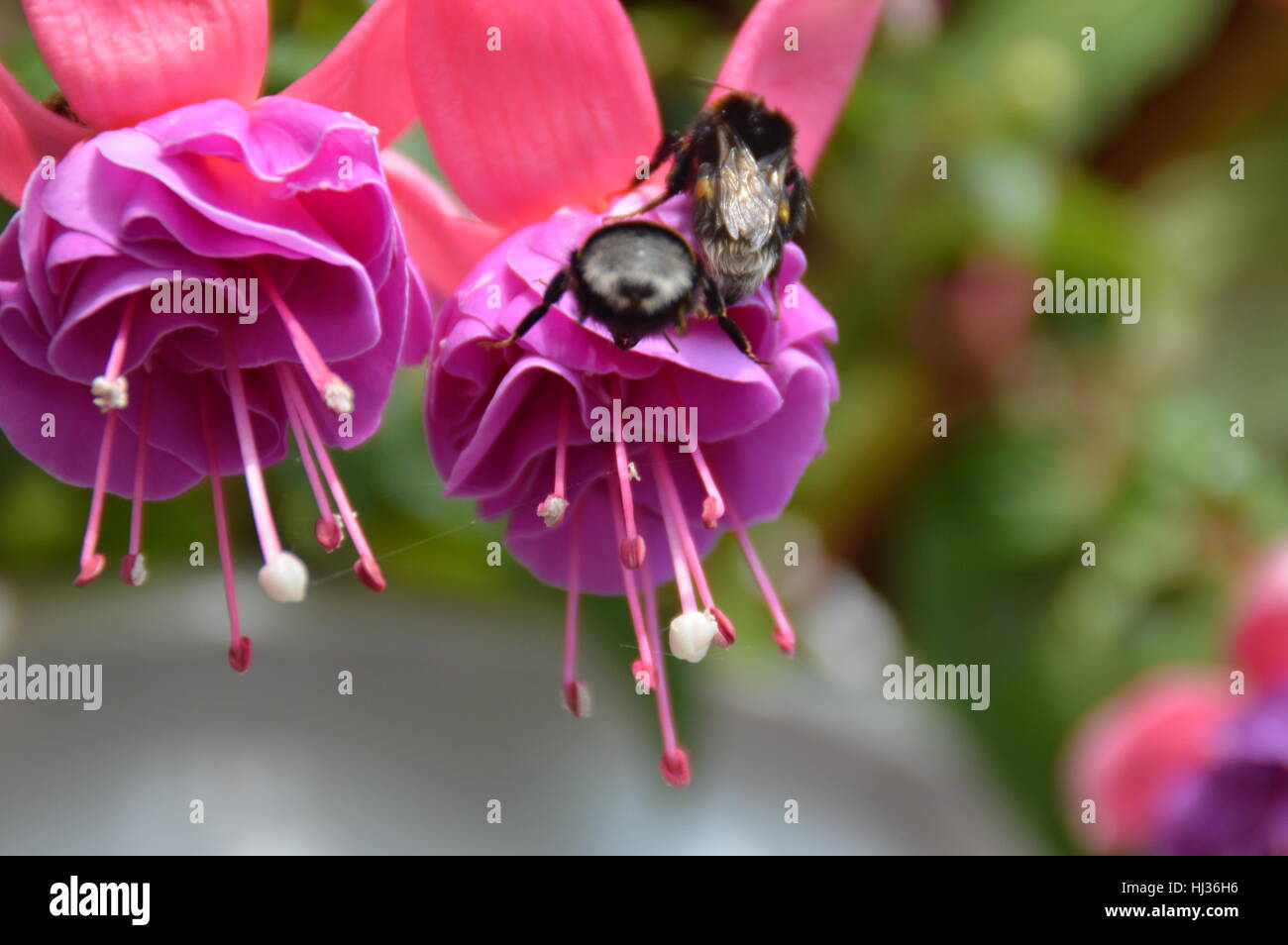 Bee/s sitting on a magenta pink and purple fuchsia flower Stock Photo