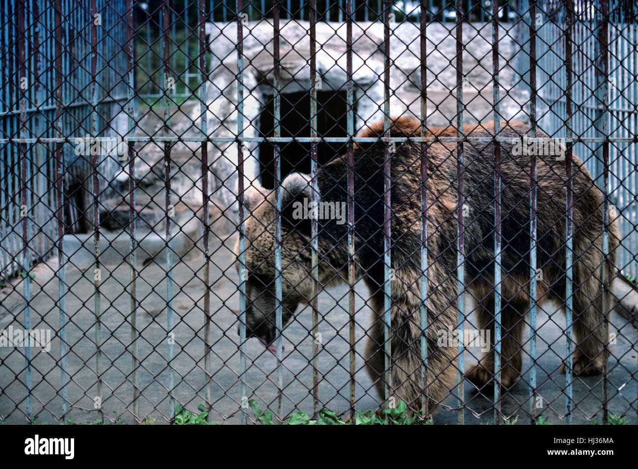 Distressed Brown Bear in Small Cage Pacing Around Cage 'Ursus arctos' Stock Photo