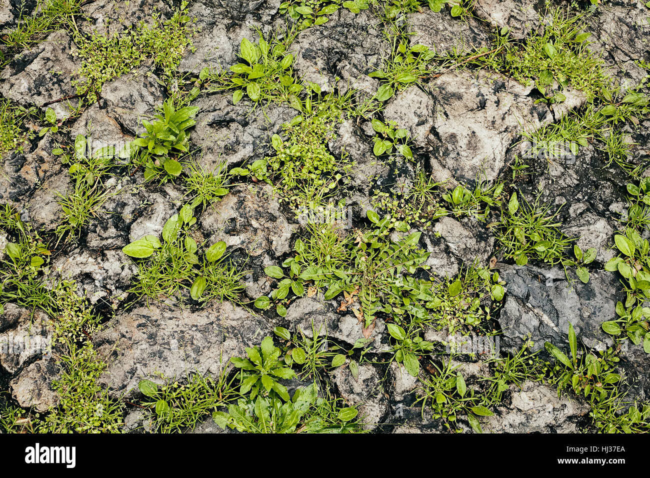 Plants for a stone wall