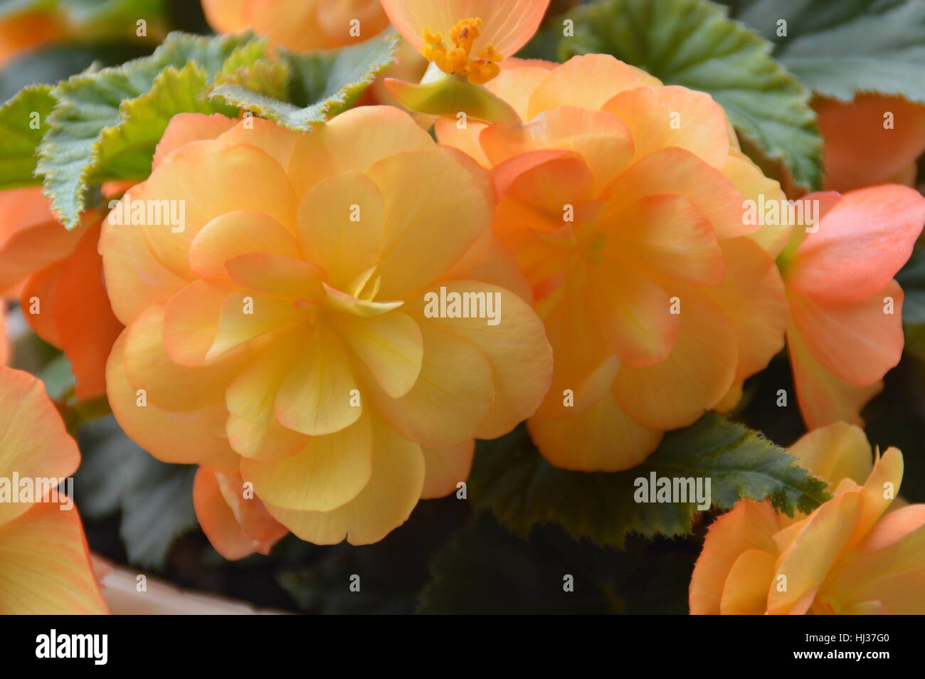 Close up of yellow coloured Begonia flowers. Stock Photo