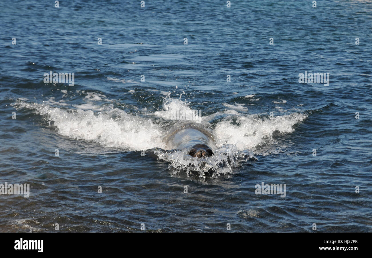 seal, sea lion, bull, conservation of nature, nature-sanctuary, pacific, salt Stock Photo