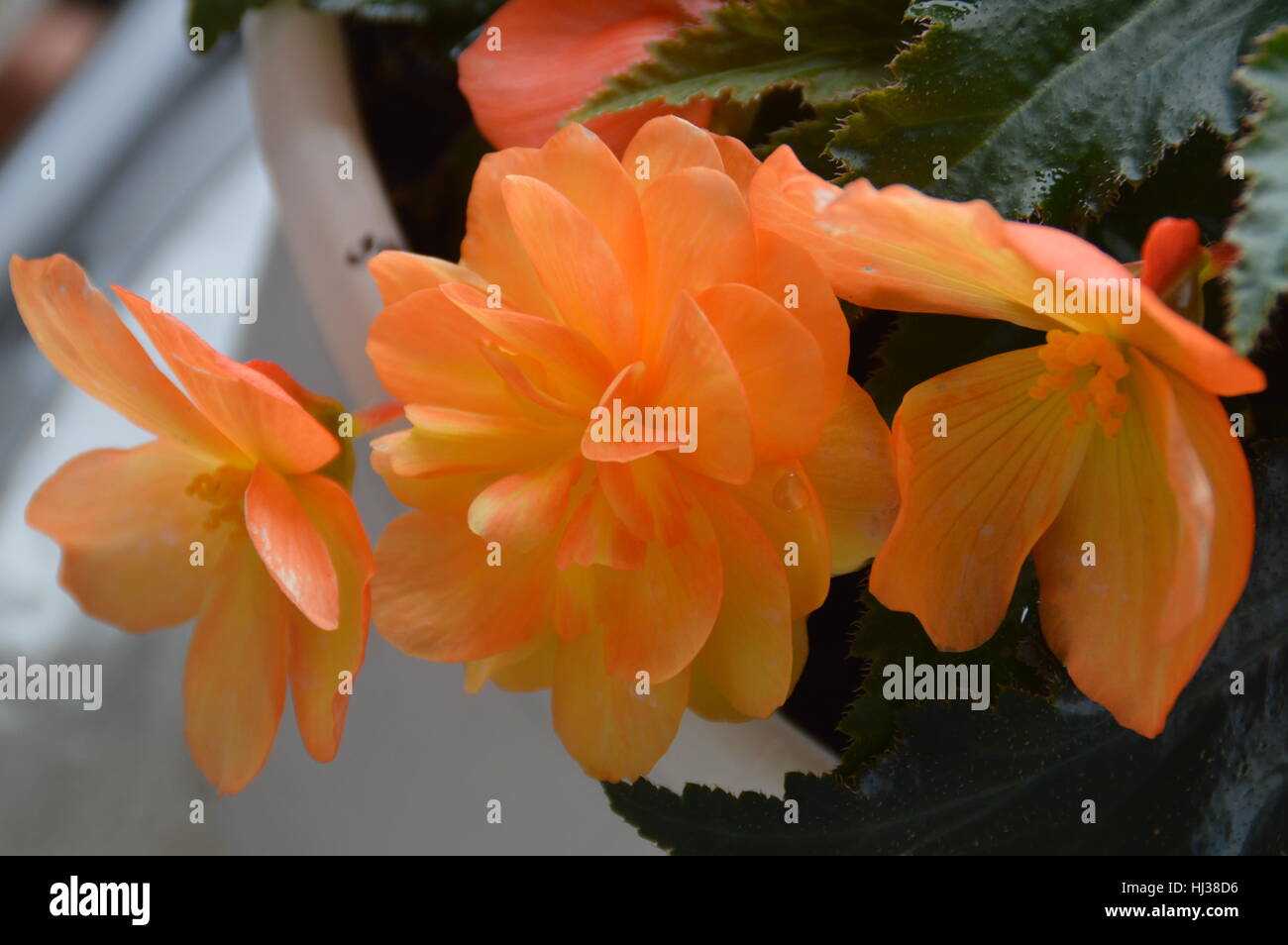 Close up of yellow coloured Begonia flowers. Stock Photo