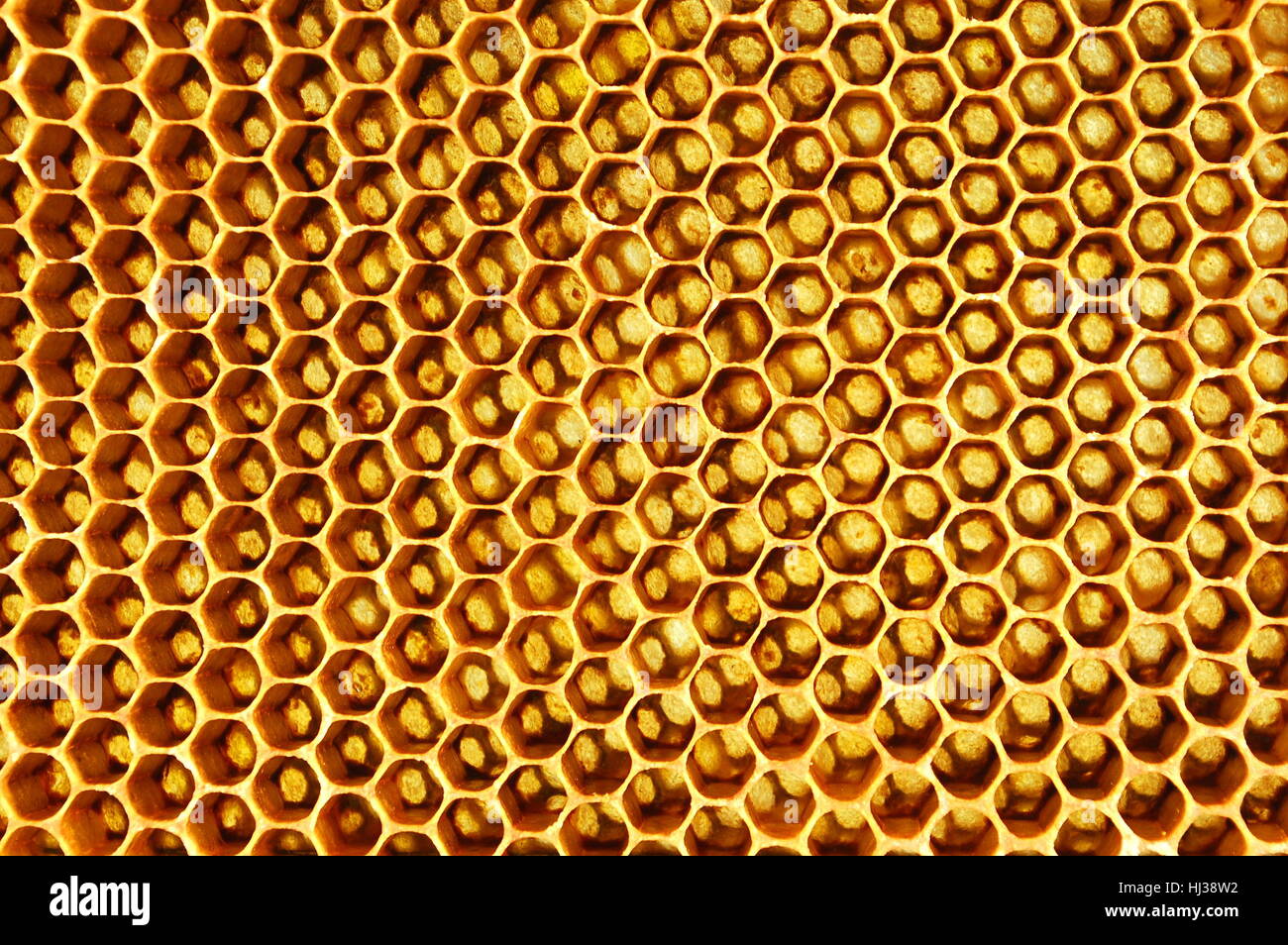 health, symmetry, apiary, wallpaper, honeycomb, insect, bee, natural ...