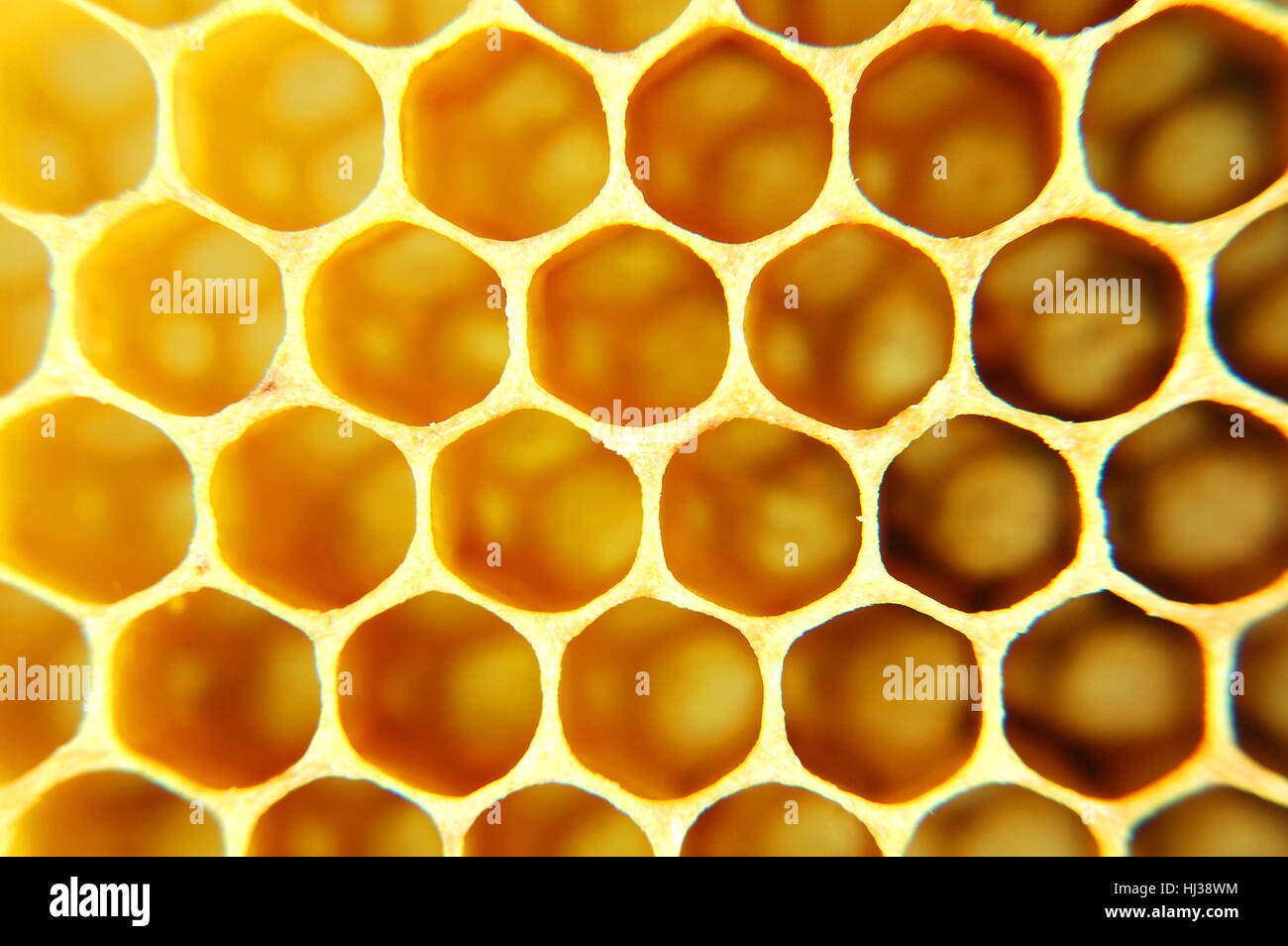 health, symmetry, apiary, wallpaper, honeycomb, insect, bee, natural ...