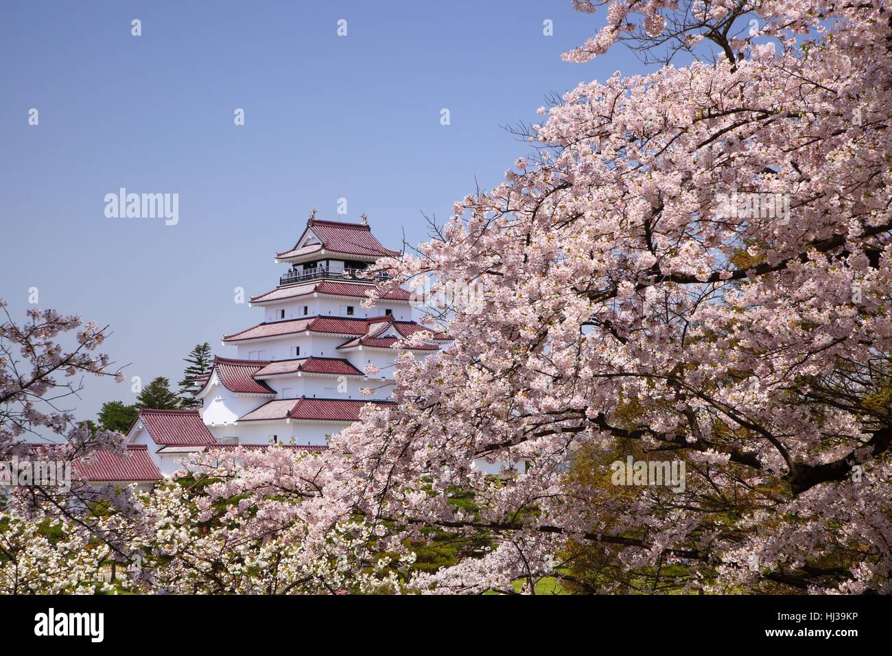 Japanese Spring Castle flower, plant, sightseeing, spring, japan, castle, nature, chateau ...