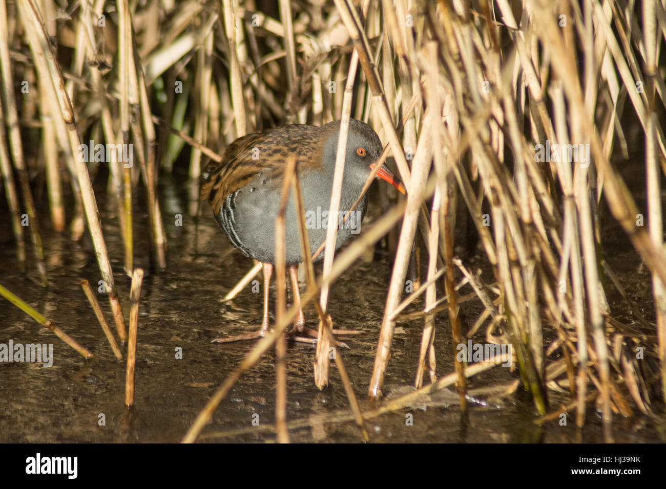 Water rails hi-res stock photography and images - Alamy