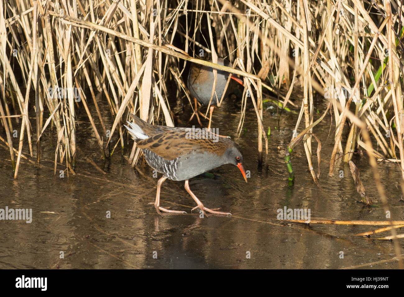 Two water rails (Rallus aquaticus) on edge of pond in reeds Stock Photo