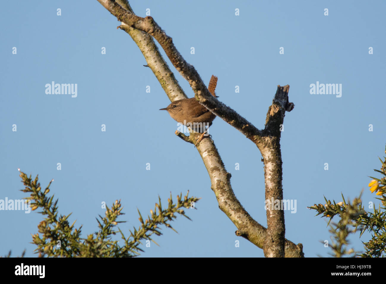 Wren (Troglodytes troglodytes) perched on a twig against blue sky Stock Photo