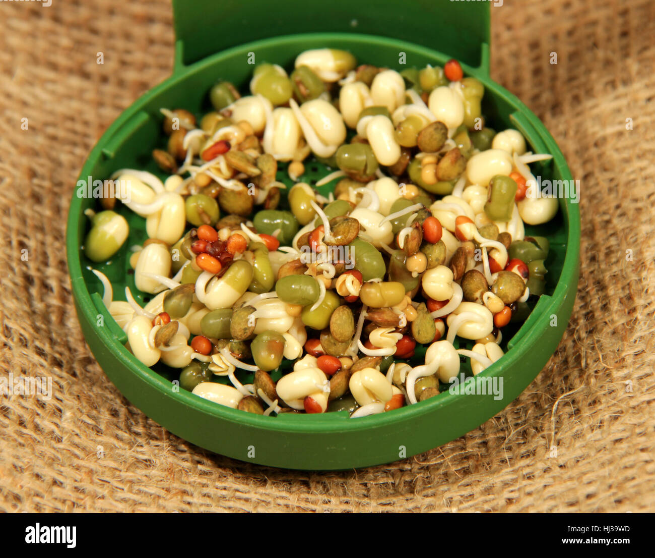 germination, seed, legume, sprouts, health, macro, closeup, macro