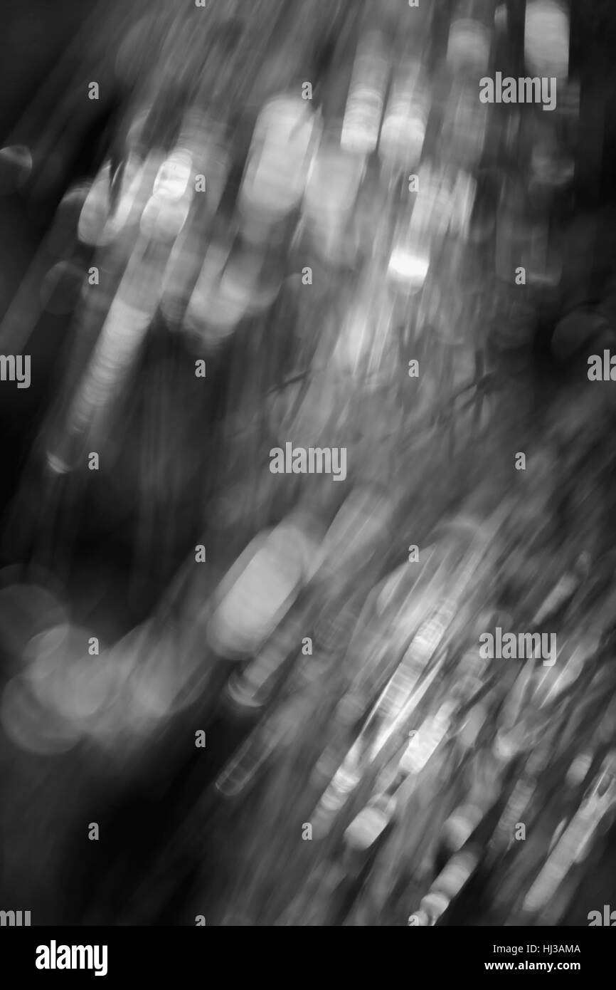 abstract branches of white pine , for blurred background Stock Photo