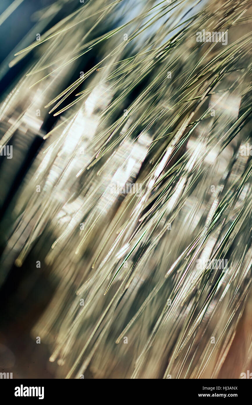 abstract branches of white pine , for blurred background Stock Photo
