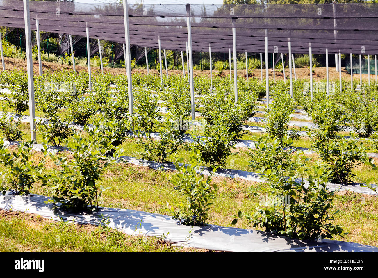 Young seedlings of blueberry plantation, note shallow depth of field Stock Photo