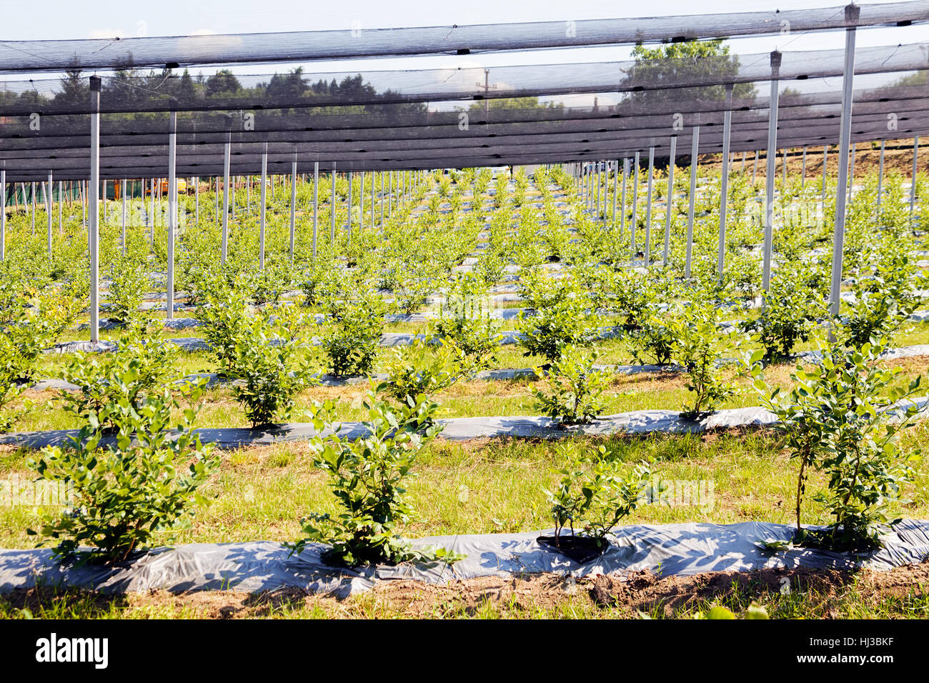 Not Ripe Blueberry Field Young seedlings of blueberry plantation, note shallow depth of field ...