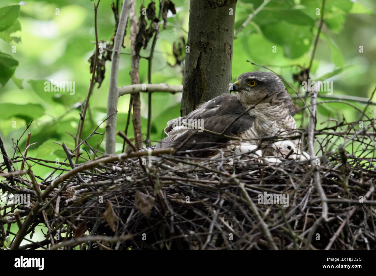 Sparrowhawk ( Accipiter nisus ), female adult, gathering its chicks, watching back over shoulder, attentive, wildlife, Europe. Stock Photo