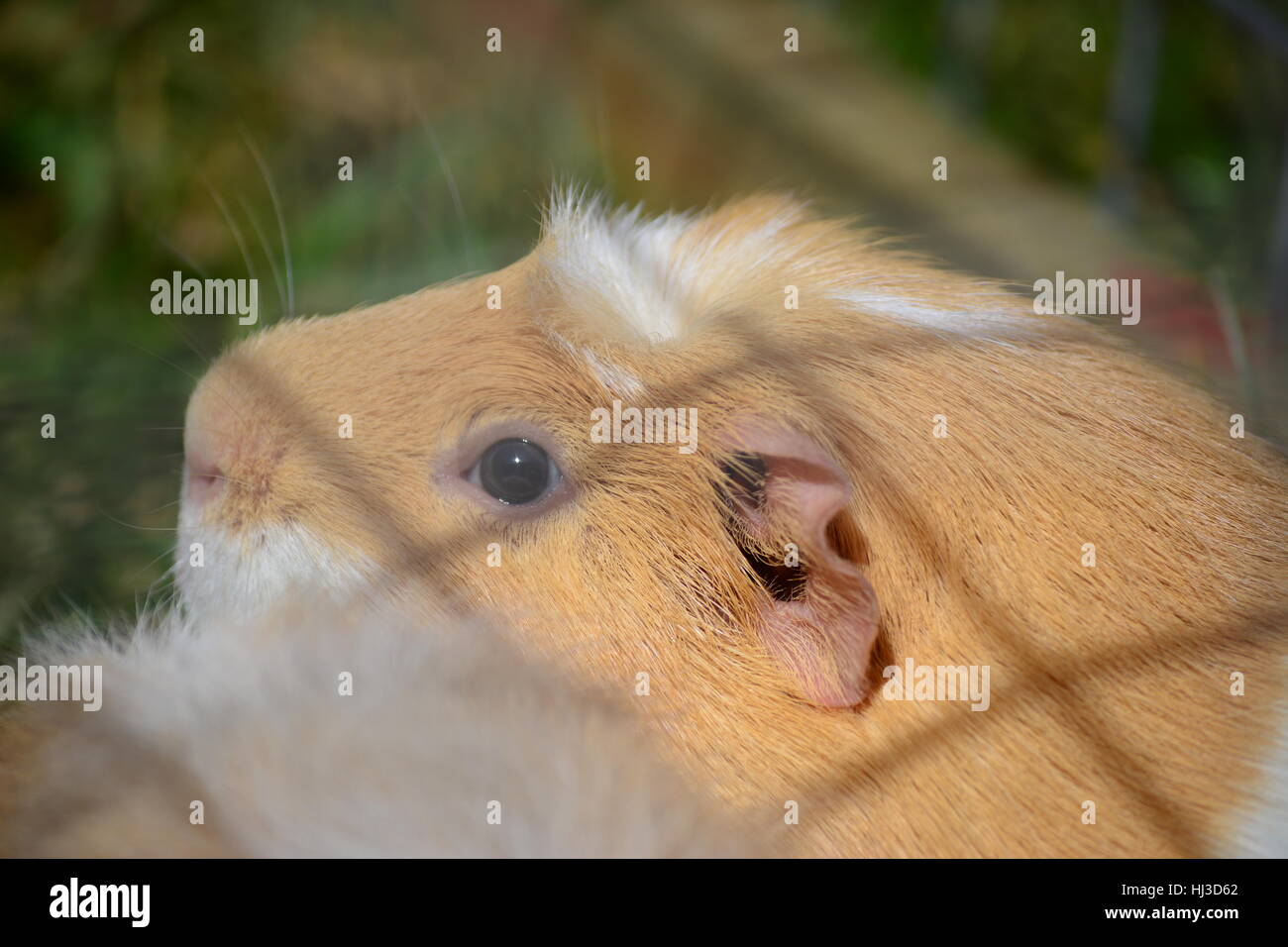Stunning Guinea Pigs And Ginger Toxicity image