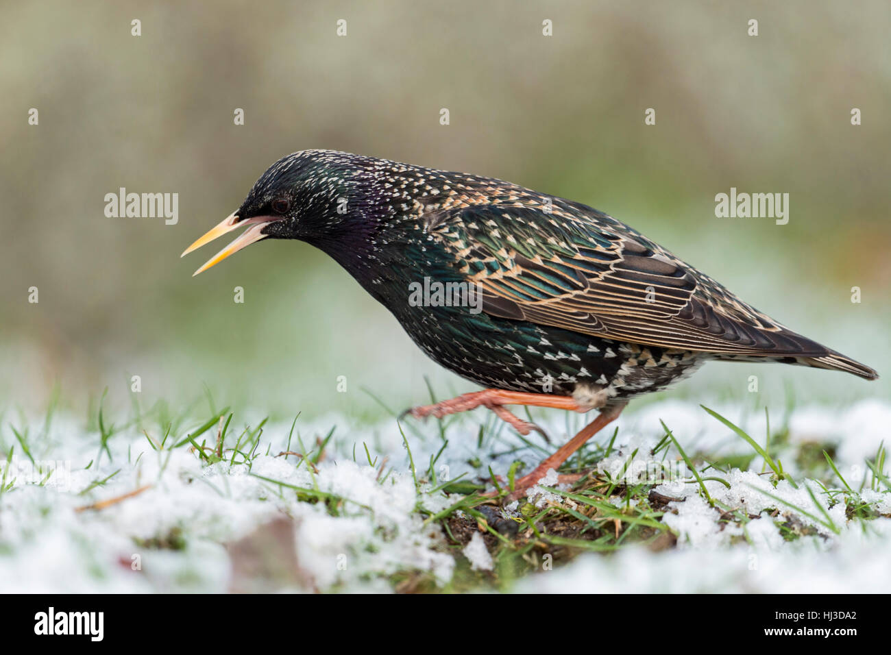 Common Starling ( Sturnus vulgaris ) dancing on snow covered ground, having cold feet, in grass, onset of winter, funny shot. Stock Photo