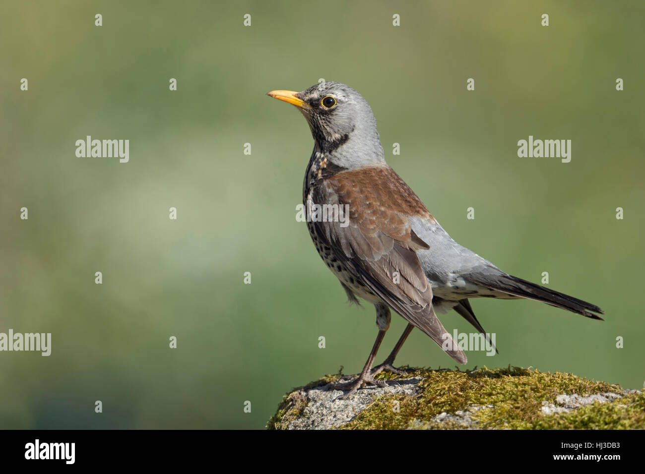 Fieldfare ( Turdus pilaris ), in breeding dress, perched on a rock, courting, excited, nervous, close-up, side view. Stock Photo