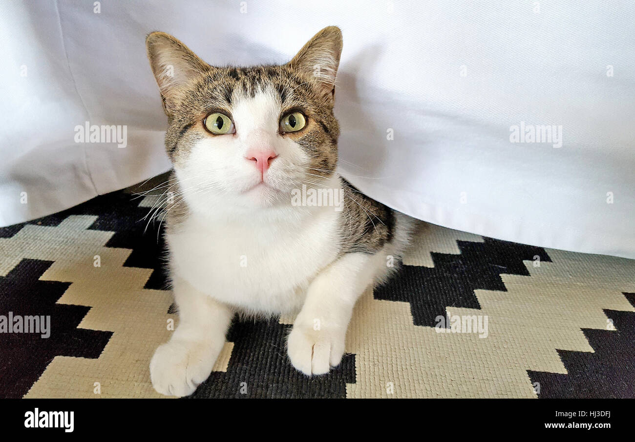 tabby cat peeking from under a white bed skirt Stock Photo