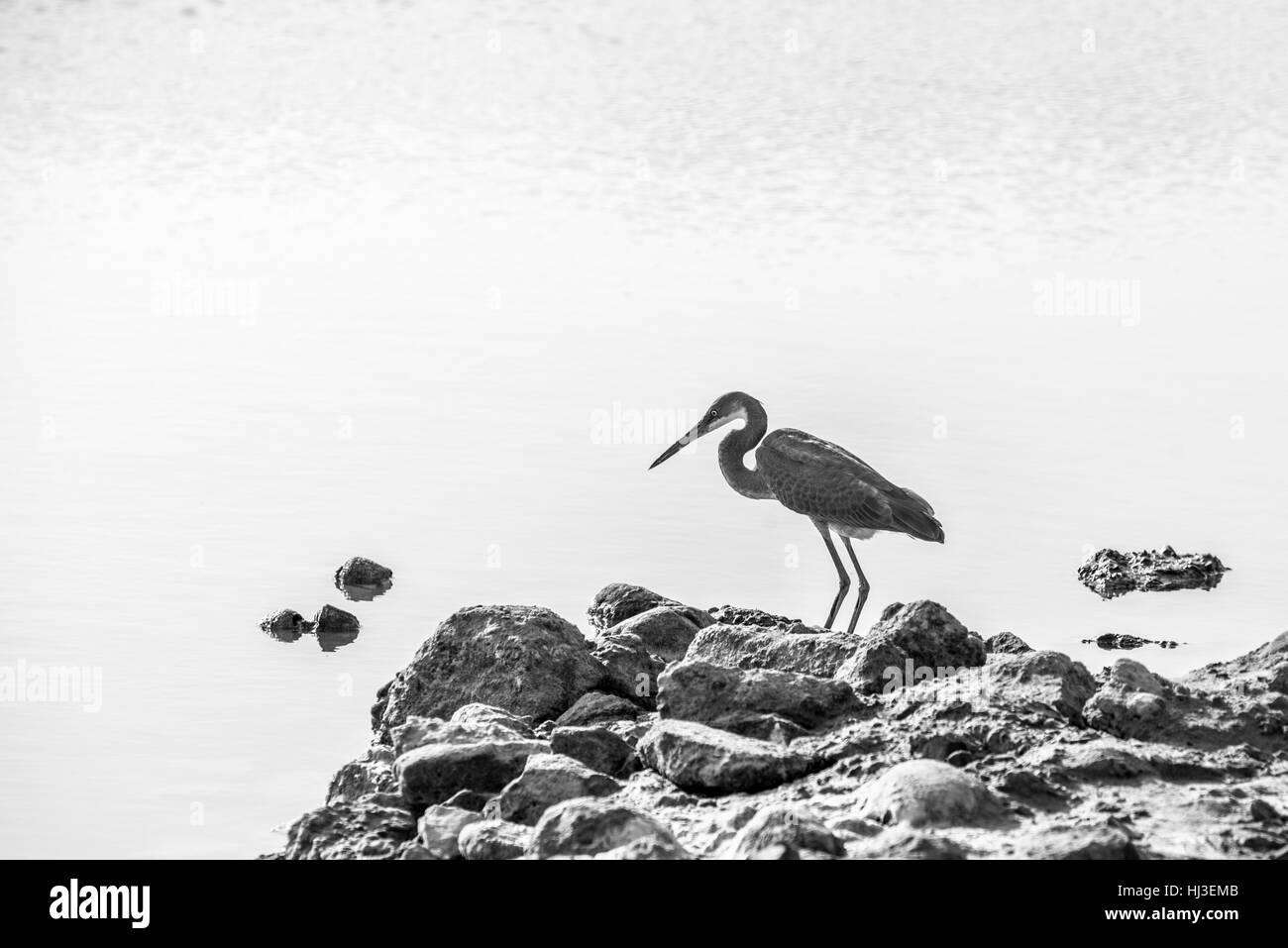 Stork Bird on the Rocks Stock Photo