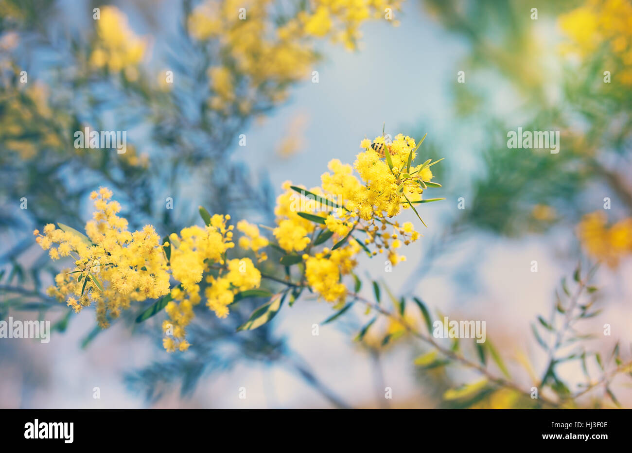 Australia Winter and spring golden yellow wildflowers Acacia Stock Photo