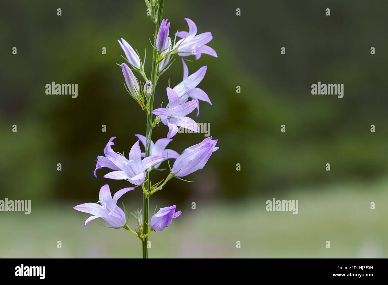 kind of purple bells in nature on the blur green background, note shallow depth of field Stock