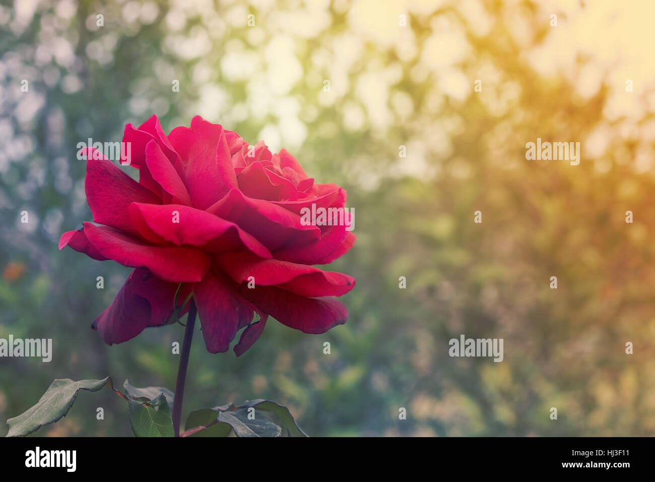 Red rose flower on condolences background for sympathy greeting card for death funeral or tragedy Stock Photo