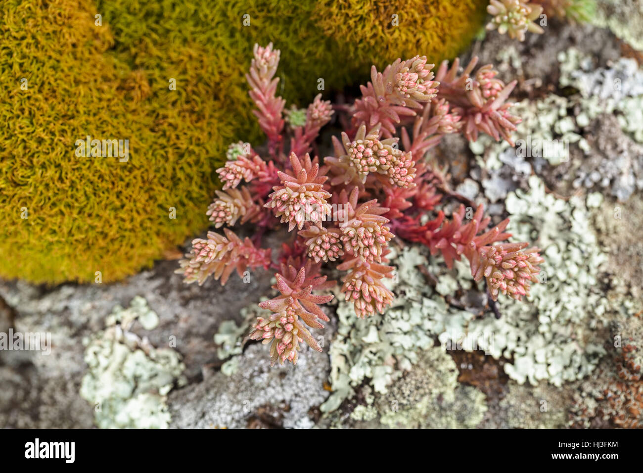 red stonecrop on the stone in nature, note shallow depth of field Stock Photo