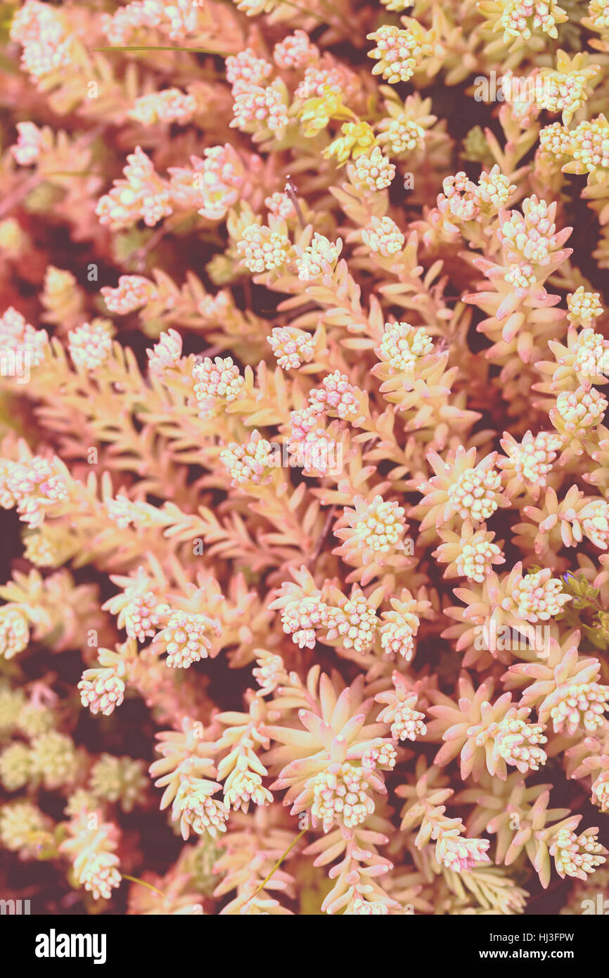 a variety of stonecrop on the stone in nature, note shallow depth of field Stock Photo